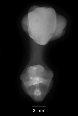 stage 31 chick embryo x-ray